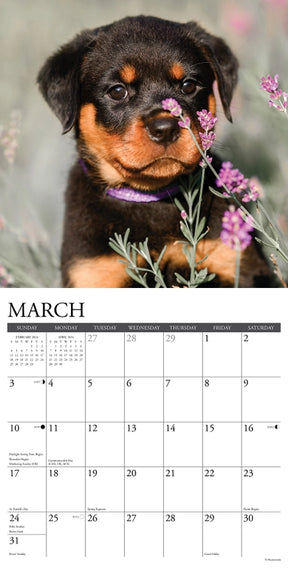 2024 Rottweiler Puppies Calendar