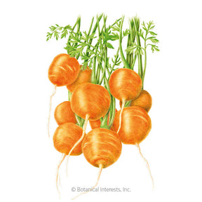 Carrot Tonda di Parigi Seeds