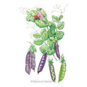 Botanical Interests, Inc. - Pea Snap (purple) Sugar Magnolia