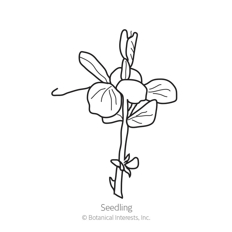 Botanical Interests, Inc. - Pea Snap (purple) Sugar Magnolia