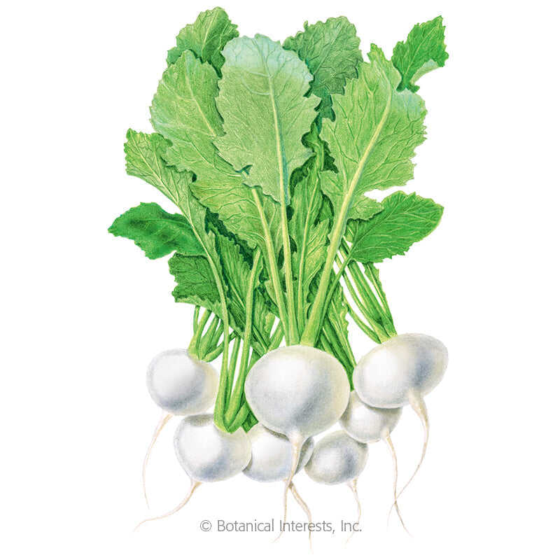 Botanical Interests, Inc. - Turnip White Lady