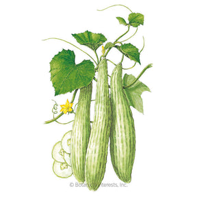 Botanical Interests, Inc. - Armenian Cucumber Seeds