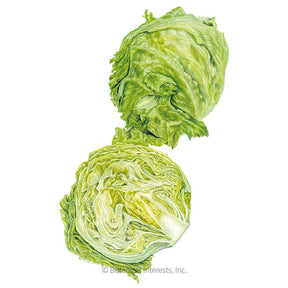 Botanical Interests, Inc. - Great Lakes 118 Crisphead Lettuce Seeds