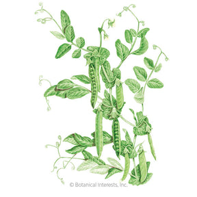 Botanical Interests, Inc. - Green Arrow Shelling Pea Seeds