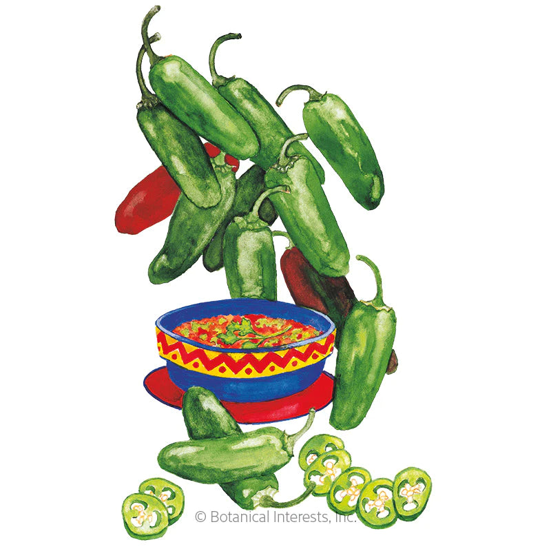 Early Jalapeno Pepper Chile Organic Seeds