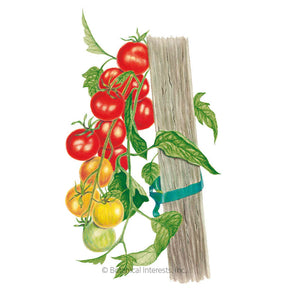 Botanical Interests, Inc. - Gardener's Delight Pole Cherry Tomato Seeds
