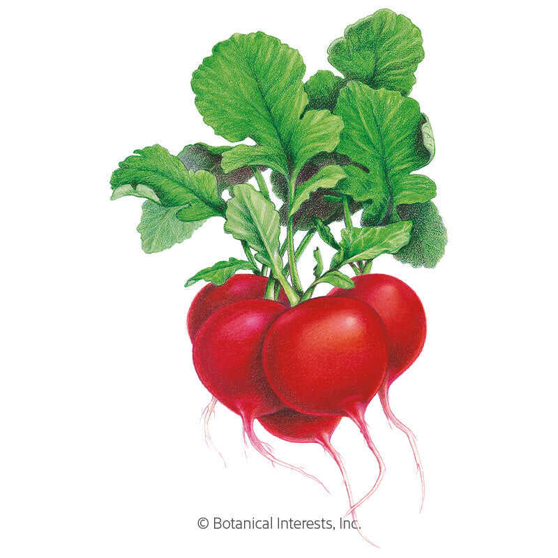 Botanical Interests, Inc. - Crimson Giant Radish Seeds