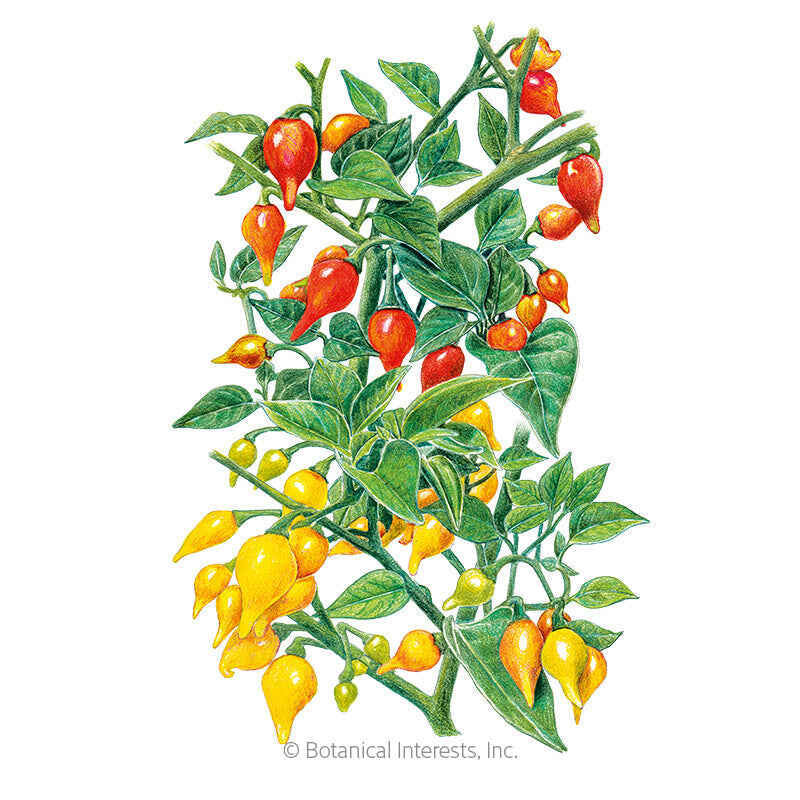 Botanical Interests, Inc. - Red/Yellow Blend Biquinho Chile Pepper Seeds