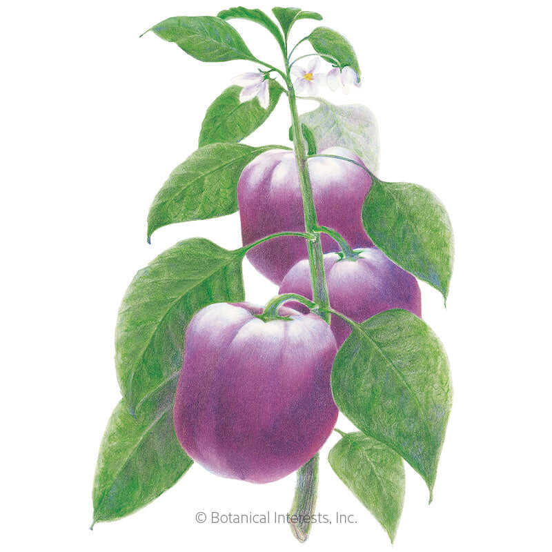 Botanical Interests, Inc. - Purple Beauty Sweet Pepper Seeds