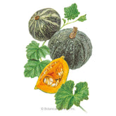 Botanical Interests, Inc. - Kurinishiki Kabocha Winter Squash Seeds