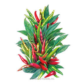 Botanical Interests, Inc. - Santaka Chile Pepper Seeds