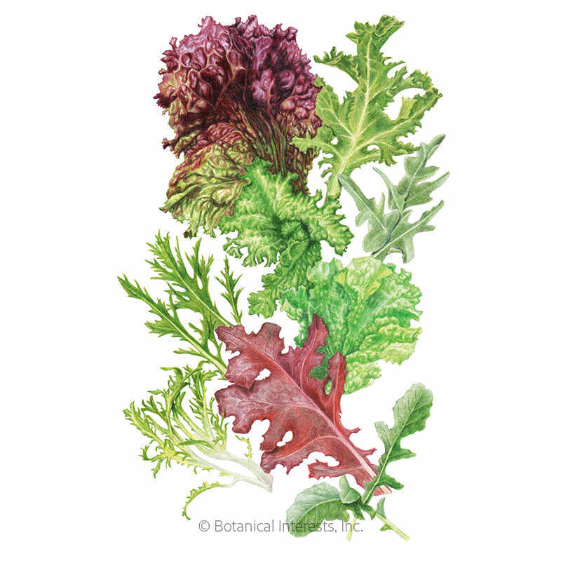 Botanical Interests, Inc. - Chef's Choice Mesclun Lettuce Seeds