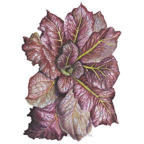 Botanical Interests, Inc. - Red Giant Mustard Seeds