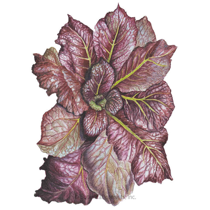 Botanical Interests, Inc. - Red Giant Mustard Seeds