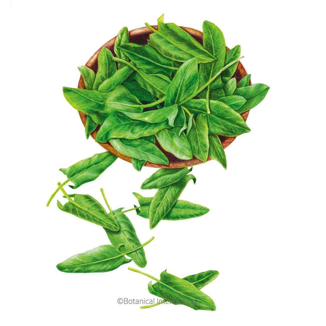 Botanical Interests, Inc. - Common Sorrel Seeds