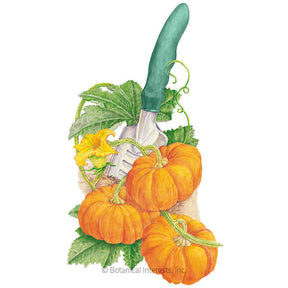 Botanical Interests, Inc. - Jack Be Little Pumpkin Seeds