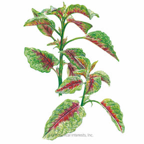 Botanical Interests, Inc. - Edible Red Leaf Amaranth Seeds