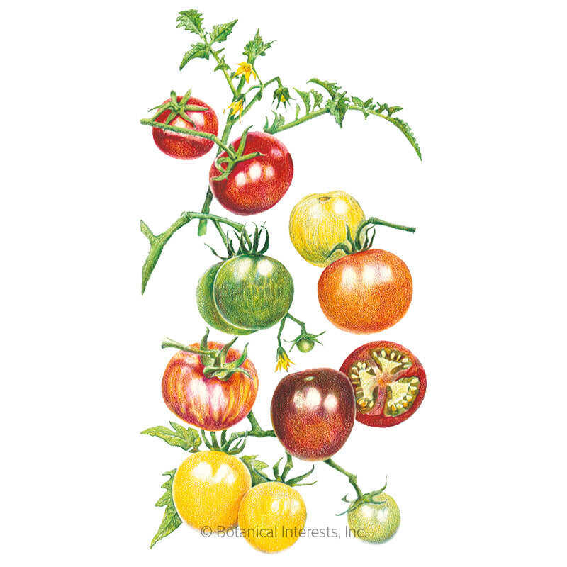 Botanical Interests, Inc. - Rainbow Blend Pole Cherry Tomato Seeds