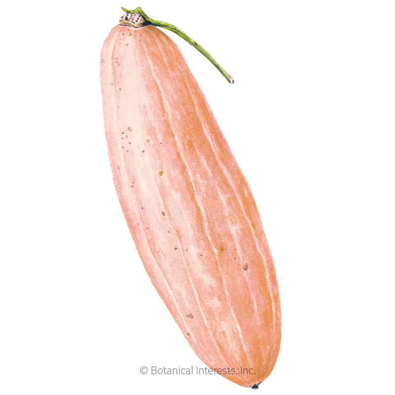 Botanical Interests, Inc. - Pink Banana Winter Squash Seeds