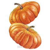 Pumpkin French Cinderella Seeds