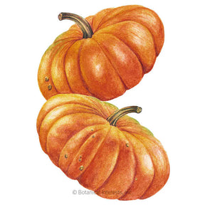 Pumpkin French Cinderella Seeds