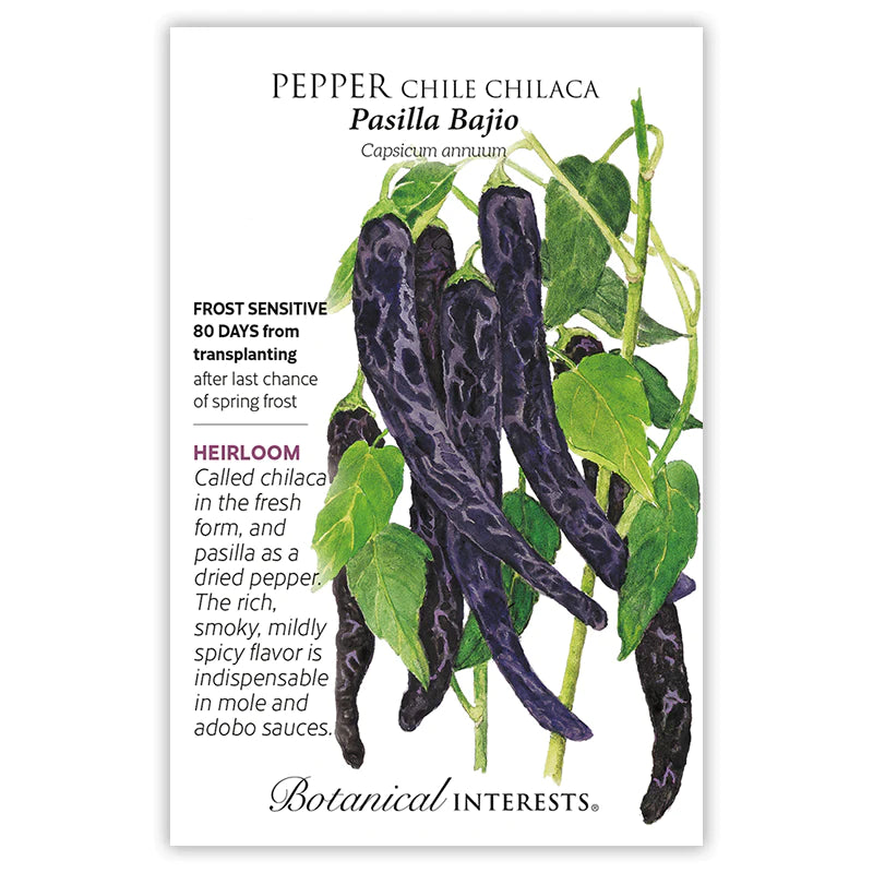 Pasilla Bajio Chilaca Chile Pepper Seeds