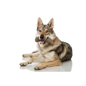 Nylabone - Dura Chew Antler Alternative	Chew Toy Venison Flavor