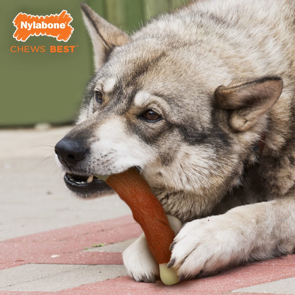 Nylabone - Dura Chew Meaty Rib Alternative Chew Toy Beef Flavor