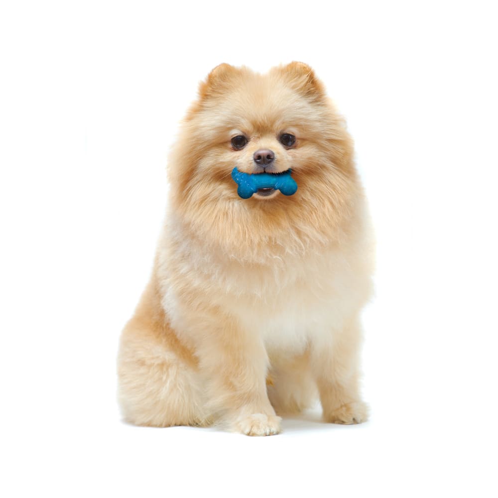 Nylabone - Flexible Bone Bumpy with Flavor Pockets