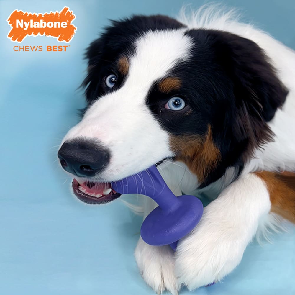 Nylabone - Power Chew Chase 'N Chew Rolls