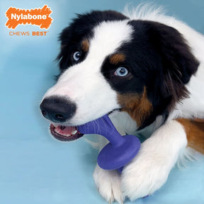 Nylabone - Power Chew Chase 'N Chew Rolls