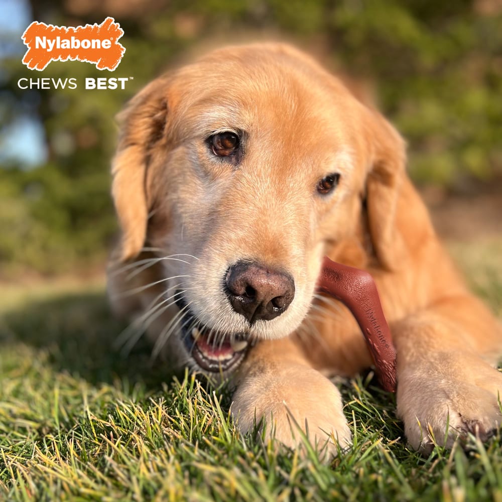 Nylabone - Dura Chew Elk Bone Alternative Chew Toy Venison Tenderloin