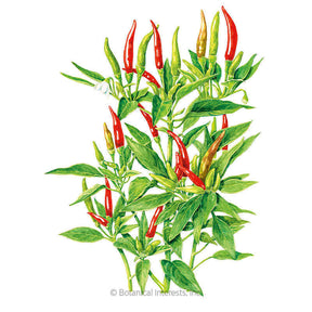 Botanical Interests, Inc. - Thai Hot Chile Pepper Seeds