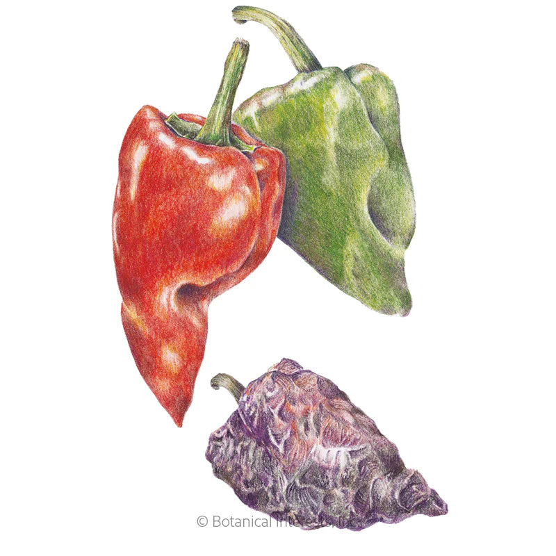 Pepper Chile Ancho/Poblano Seeds