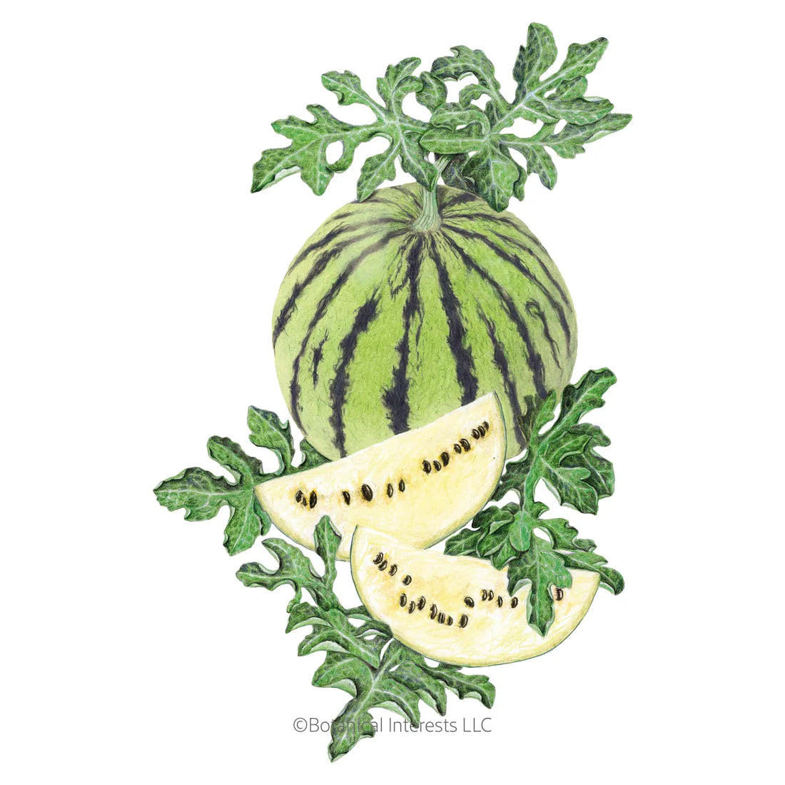Botanical Interests, Inc. - Cream of Saskatchewan Watermelon Seeds