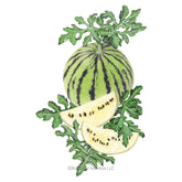 Botanical Interests, Inc. - Cream of Saskatchewan Watermelon Seeds