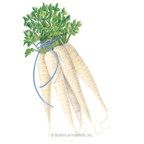 Botanical Interests, Inc. - All American Parsnip Seeds