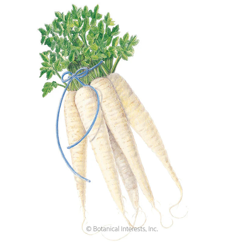Botanical Interests, Inc. - All American Parsnip Seeds