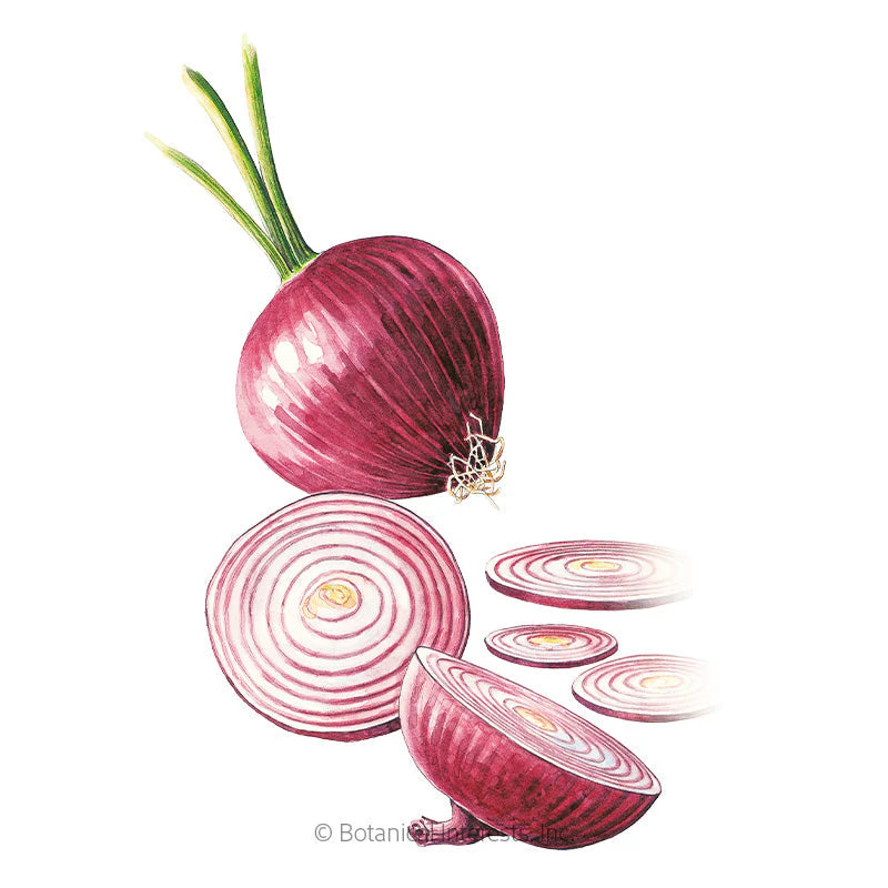 Botanical Interests, Inc. - Red Amposta Bulb Onion Seeds