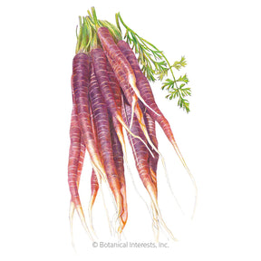 Carrot (Purple) Cosmic