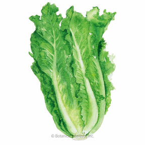 Lettuce Romaine Parris Island Seeds