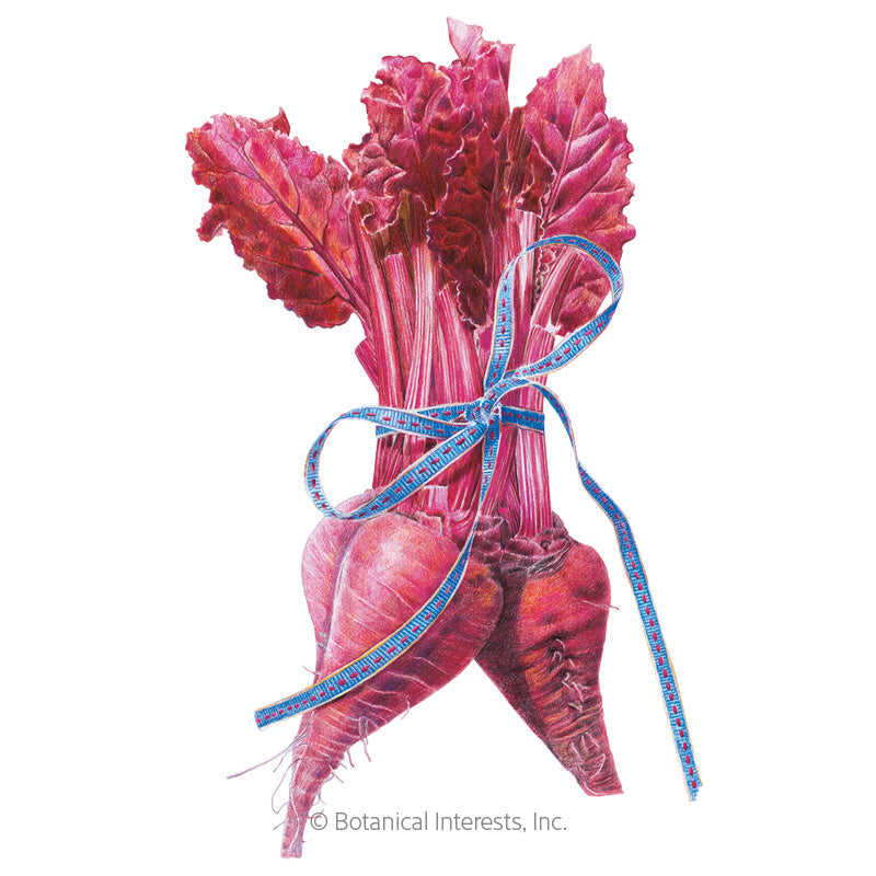 Botanical Interests, Inc. - Bull's Blood Beet Seeds