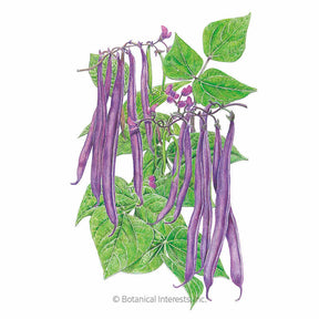 Botanical Interests, Inc. - Royal Burgundy Bush Bean Seeds
