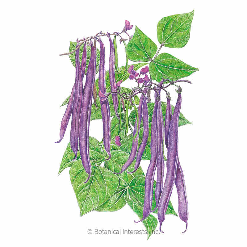 Botanical Interests, Inc. - Royal Burgundy Bush Bean Seeds