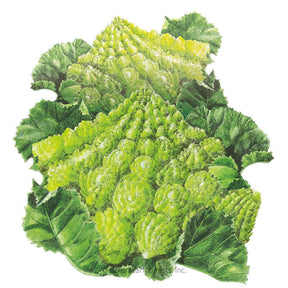 Botanical Interests, Inc. - Romanesco Cauliflower Seeds