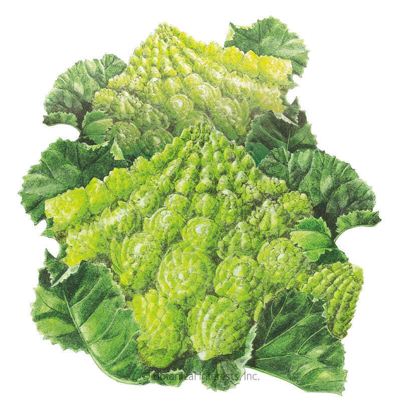 Botanical Interests, Inc. - Romanesco Cauliflower Seeds