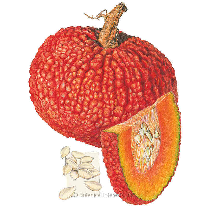 Botanical Interests, Inc. - Red Warty Thing Pumpkin Seeds