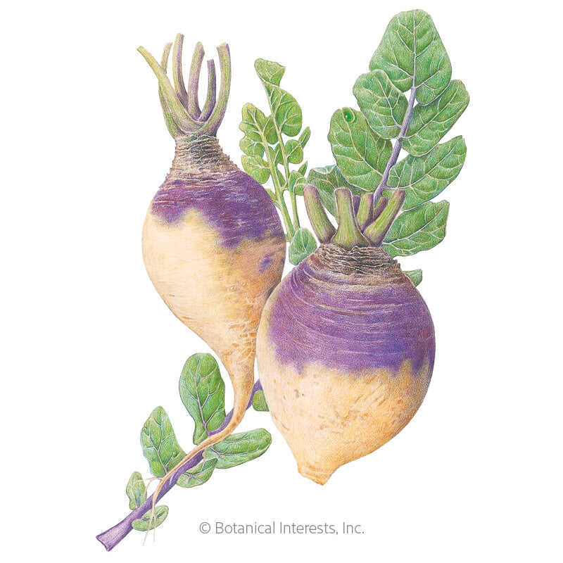 Botanical Interests, Inc. - American Purple Top Rutabaga Seeds