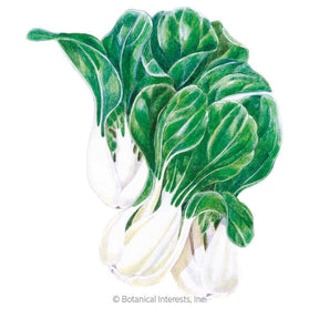 Botanical Interests, Inc. - Toy Choy Bok Choy Seeds