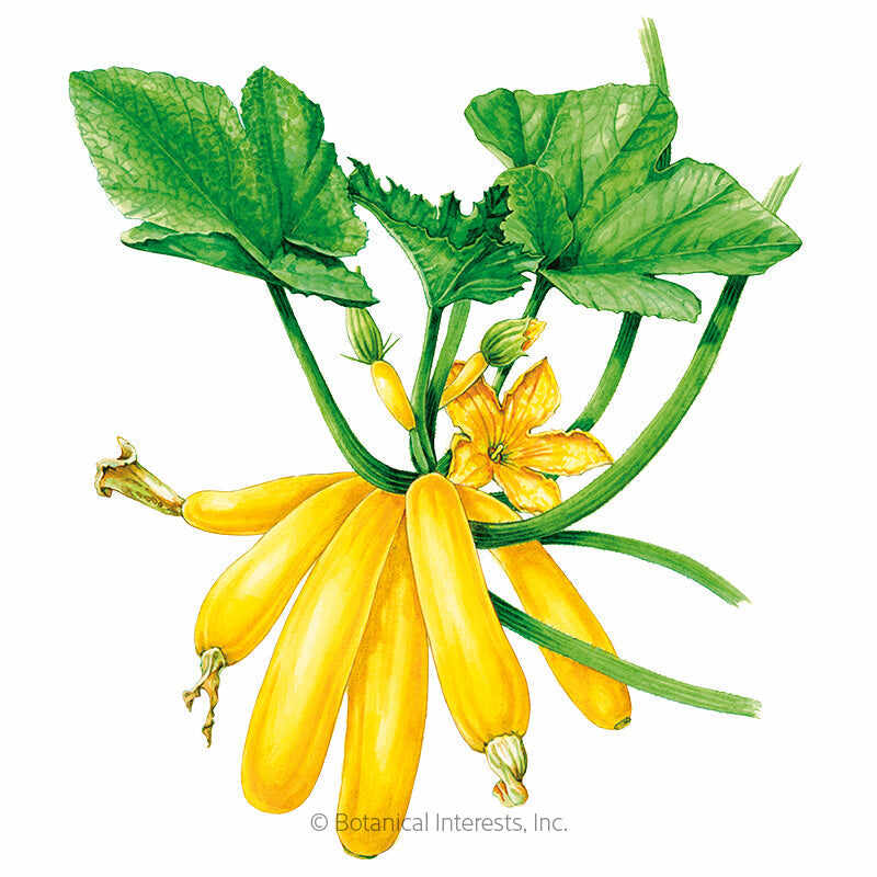 Botanical Interests, Inc. - Max's Gold Summer Squash Seeds